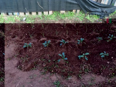 IMG_5593.JPG (221.56 KiB) Osservato 991 volte IMG_5593.JPG