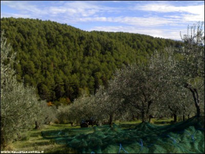 23102017teli.jpg (221.06 KiB) Osservato 545 volte 23102017teli.jpg