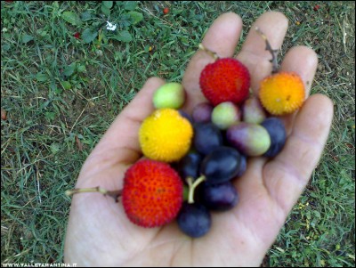 23102017olive-corbezzoli.jpg (276.43 KiB) Osservato 646 volte 23102017olive-corbezzoli.jpg