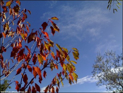 23102017foglie-ciliegio.jpg (223.15 KiB) Osservato 646 volte 23102017foglie-ciliegio.jpg