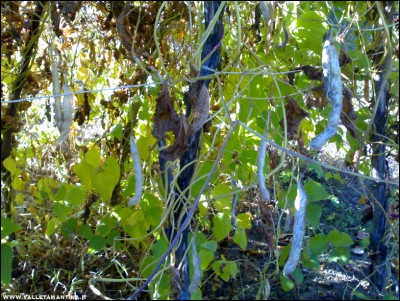 28102017fagioli.jpg (345.78 KiB) Osservato 569 volte 28102017fagioli.jpg