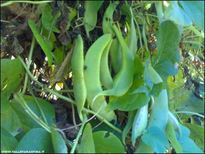 28102017fagioli-Spagna.jpg (234.93 KiB) Osservato 569 volte 28102017fagioli-Spagna.jpg