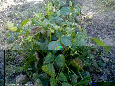 28102017fagiolini.jpg (266.66 KiB) Osservato 569 volte 28102017fagiolini.jpg