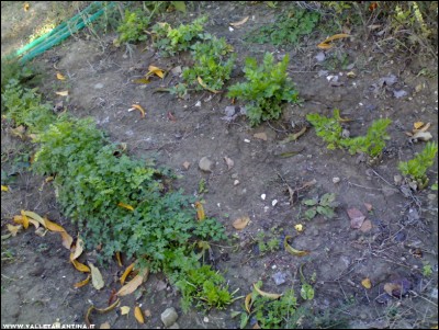 28102017prezzemolo-sedano.jpg (284 KiB) Osservato 569 volte 28102017prezzemolo-sedano.jpg