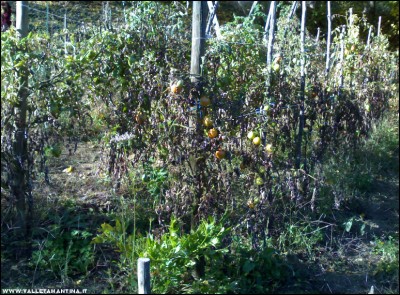 28102017pomodori-levistico.jpg (386.54 KiB) Osservato 569 volte 28102017pomodori-levistico.jpg