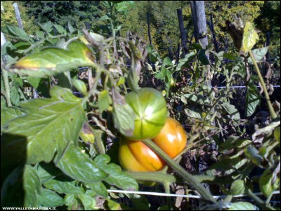 28102017pomodori.jpg (270.09 KiB) Osservato 569 volte 28102017pomodori.jpg