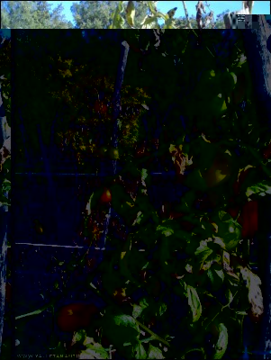 28102017pomodori2.jpg (349.73 KiB) Osservato 569 volte 28102017pomodori2.jpg