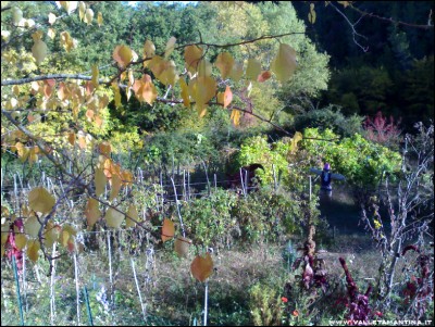 28102017orto2.jpg (373.45 KiB) Osservato 568 volte 28102017orto2.jpg