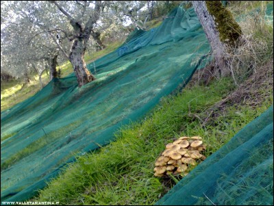 30102017chiodini-olivo.jpg (292.1 KiB) Osservato 568 volte 30102017chiodini-olivo.jpg