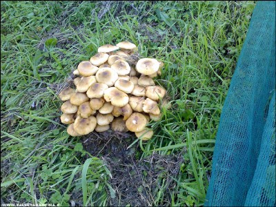 30102017chiodini.jpg (391.61 KiB) Osservato 568 volte 30102017chiodini.jpg