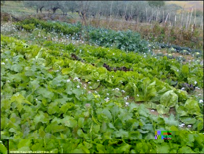 03112017rape.jpg (337.63 KiB) Osservato 513 volte 03112017rape.jpg