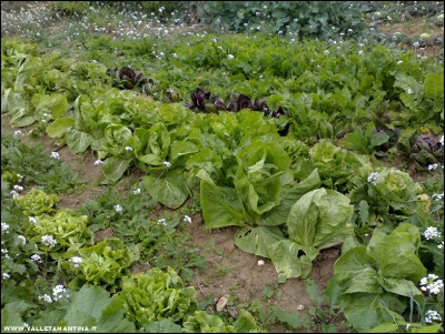 03112017radicchi.jpg (323.79 KiB) Osservato 513 volte 03112017radicchi.jpg