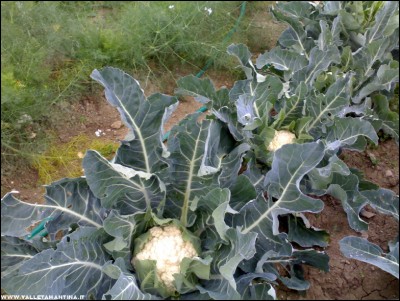 03112017cavolfiori.jpg (243.33 KiB) Osservato 513 volte 03112017cavolfiori.jpg