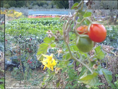 03112017orto.jpg (318.67 KiB) Osservato 509 volte 03112017orto.jpg