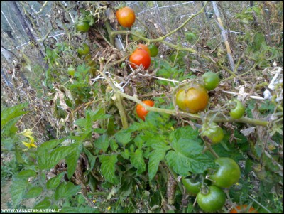 03112017pomodori2.jpg (299.53 KiB) Osservato 509 volte 03112017pomodori2.jpg