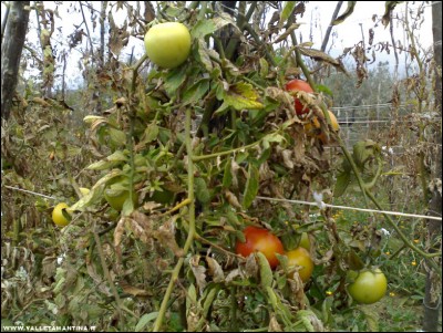 03112017pomodori3.jpg (292.54 KiB) Osservato 509 volte 03112017pomodori3.jpg