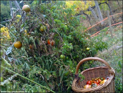 03112017pomodori.jpg (326.11 KiB) Osservato 509 volte 03112017pomodori.jpg