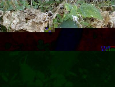 03112017cetriolo.jpg (203.13 KiB) Osservato 479 volte 03112017cetriolo.jpg