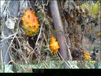 03112017kiwano.jpg (275.86 KiB) Osservato 479 volte 03112017kiwano.jpg