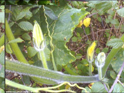 03112017fiori2.jpg (261.59 KiB) Osservato 479 volte 03112017fiori2.jpg