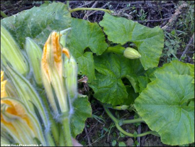 03112017zucche2.jpg (221.8 KiB) Osservato 479 volte 03112017zucche2.jpg