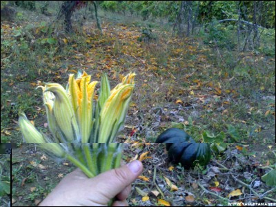 03112017fiori.jpg (276.74 KiB) Osservato 710 volte 03112017fiori.jpg