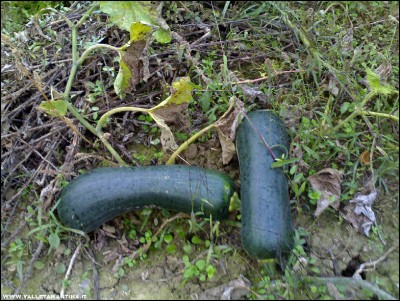 03112017zucche-verdi.jpg (330.83 KiB) Osservato 710 volte 03112017zucche-verdi.jpg