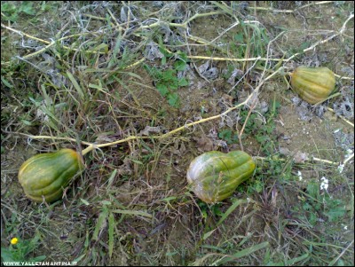 03112017zucche.jpg (321.24 KiB) Osservato 710 volte 03112017zucche.jpg