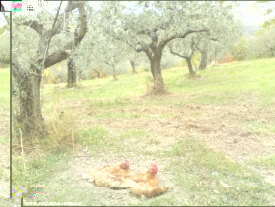 03112017galline.jpg (246.1 KiB) Osservato 710 volte 03112017galline.jpg