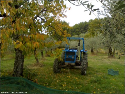 03112017raccolta-olive.jpg (237.34 KiB) Osservato 704 volte 03112017raccolta-olive.jpg