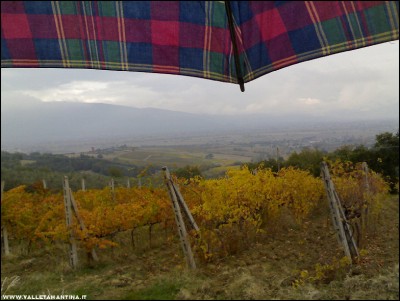 03112017vigna-pioggia2.jpg (194.33 KiB) Osservato 704 volte 03112017vigna-pioggia2.jpg