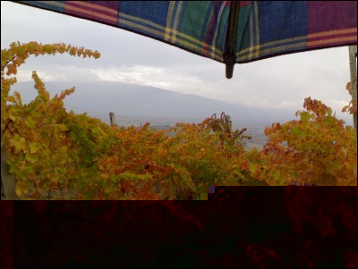 03112017vigna-pioggia.jpg (216.42 KiB) Osservato 704 volte 03112017vigna-pioggia.jpg