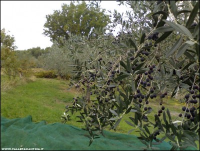 03112017olive.jpg (234.98 KiB) Osservato 704 volte 03112017olive.jpg