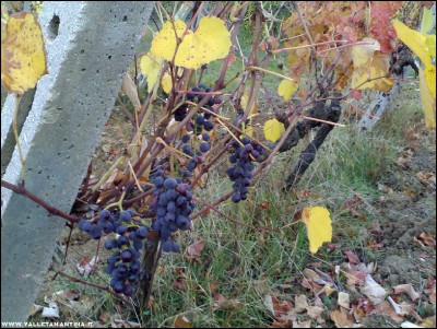 07112017bordeaux.jpg (317.42 KiB) Osservato 573 volte 07112017bordeaux.jpg