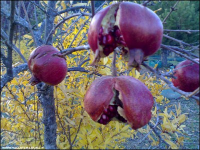 08112017melograno.jpg (298.49 KiB) Osservato 573 volte 08112017melograno.jpg