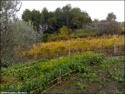 07112017orto-vigna.jpg (283.86 KiB) Osservato 573 volte 07112017orto-vigna.jpg