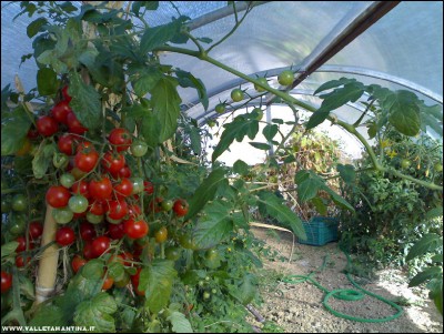 07112017serra2.jpg (296.15 KiB) Osservato 767 volte 07112017serra2.jpg