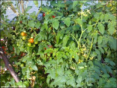 07112017ciliegini.jpg (366.3 KiB) Osservato 767 volte 07112017ciliegini.jpg