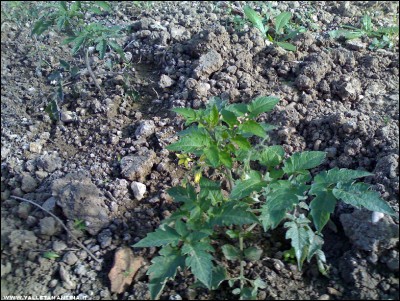 07112017pomodori-serra.jpg (373.16 KiB) Osservato 767 volte 07112017pomodori-serra.jpg