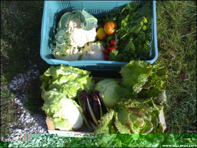 12112017raccolto.jpg (269.82 KiB) Osservato 764 volte 12112017raccolto.jpg