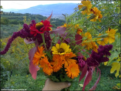 05112017fiori.jpg (238.51 KiB) Osservato 764 volte 05112017fiori.jpg