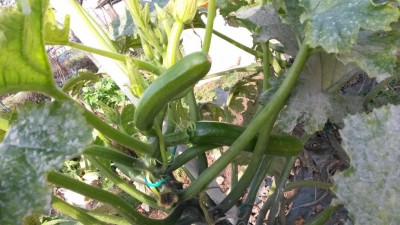 20171111_131927.jpg (98.26 KiB) Osservato 928 volte 20171111_131927.jpg