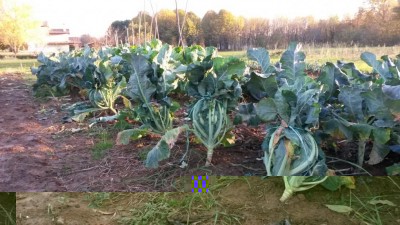 20171115_155658.jpg (116.92 KiB) Osservato 825 volte 20171115_155658.jpg