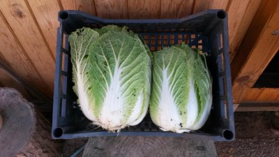 315.jpg (78.7 KiB) Osservato 775 volte 315.jpg