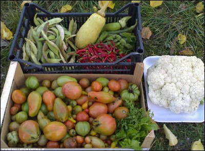 16112017raccolto.jpg (264.43 KiB) Osservato 593 volte 16112017raccolto.jpg