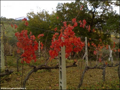 18112017sagrantino.jpg (282.05 KiB) Osservato 871 volte 18112017sagrantino.jpg