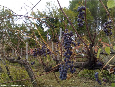 18112017uva.jpg (336.93 KiB) Osservato 871 volte 18112017uva.jpg