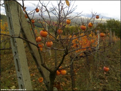 18112017kaki.jpg (228.27 KiB) Osservato 871 volte 18112017kaki.jpg