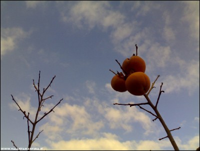 18112017ramo-kaki.jpg (120.82 KiB) Osservato 871 volte 18112017ramo-kaki.jpg