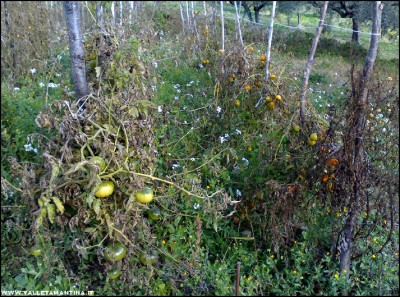 18112017pomodori.jpg (351.64 KiB) Osservato 869 volte 18112017pomodori.jpg